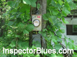 Meter Base In a Sweetgum Tree