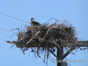 This bird is endangered